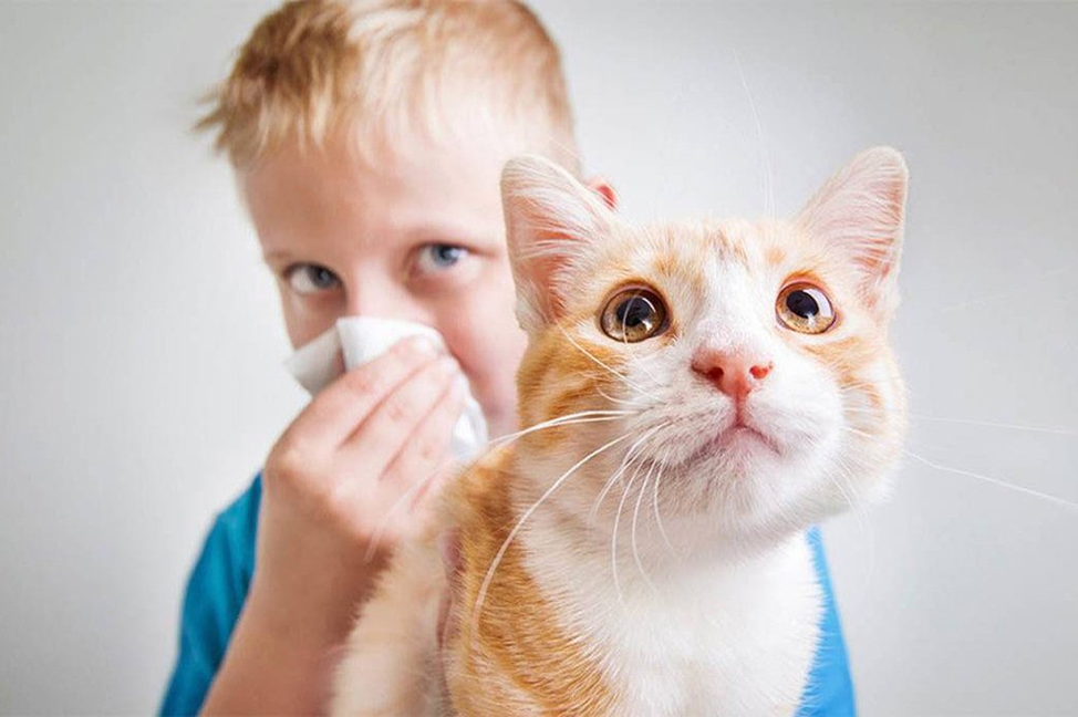 Причины аллергии на кошку
