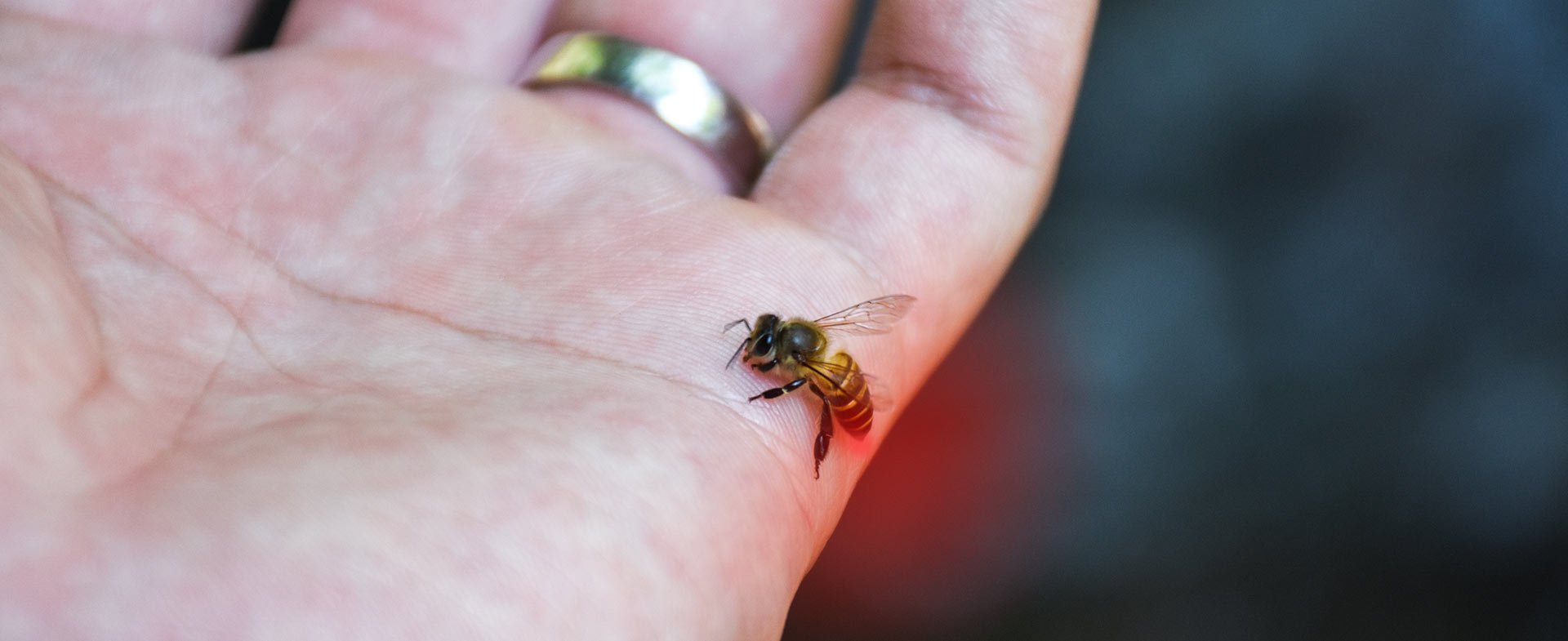 Укус осы первая помощь в домашних условиях. Шмель пчела Оса Шершень укусы. Насекомые которые кусаются.